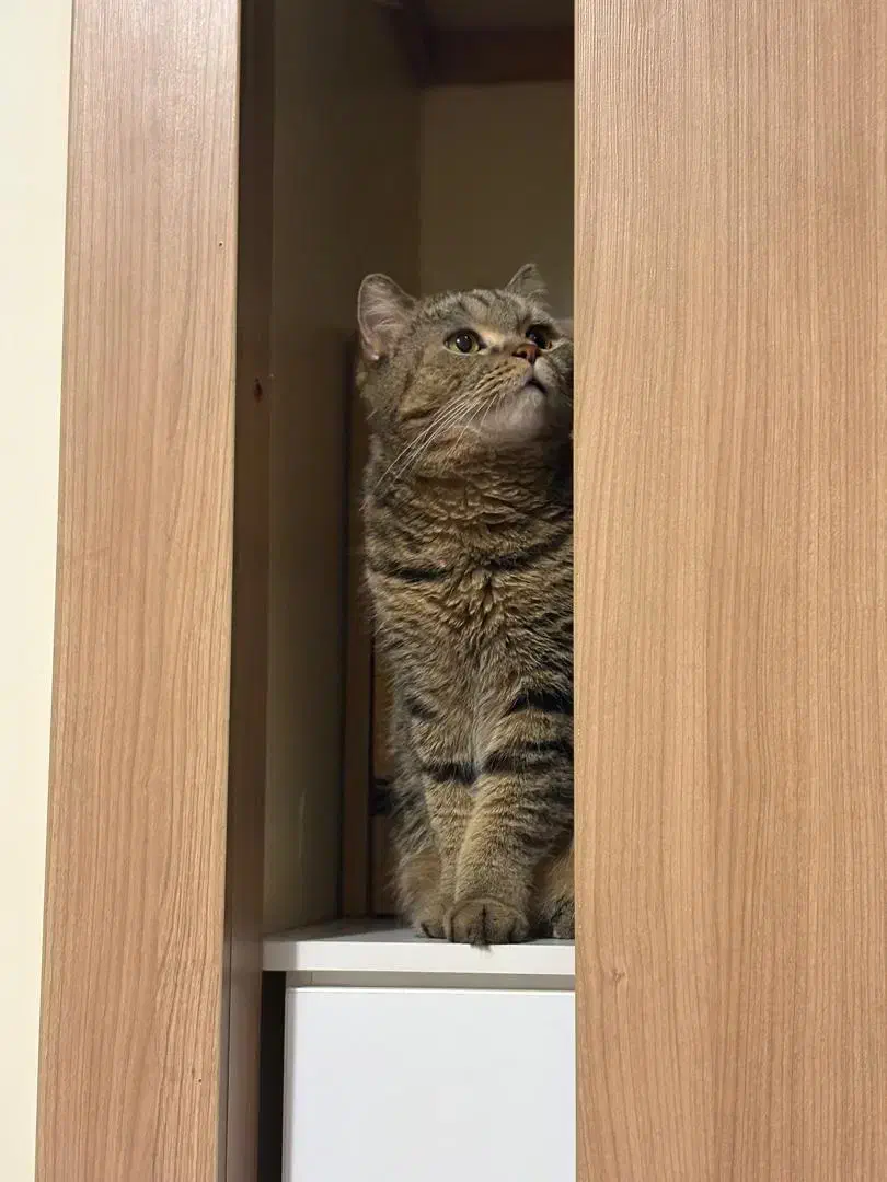 واگذاری گربه بریتیش چینچیلا|گربه|تهران, درکه|دیوار