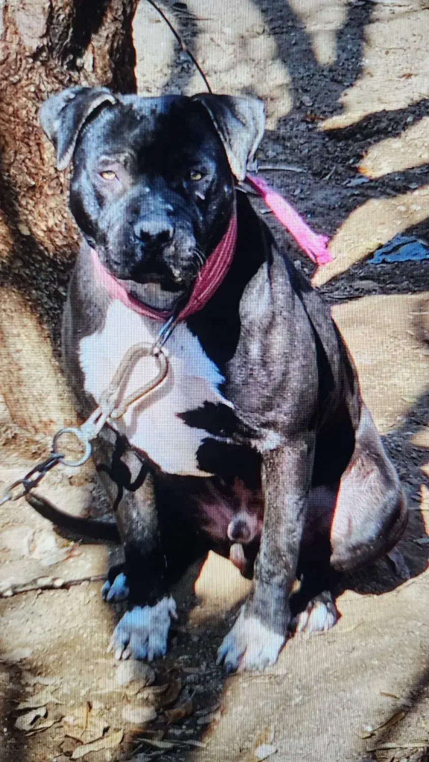 سگ پیت بول|سگ|قزوین, |دیوار