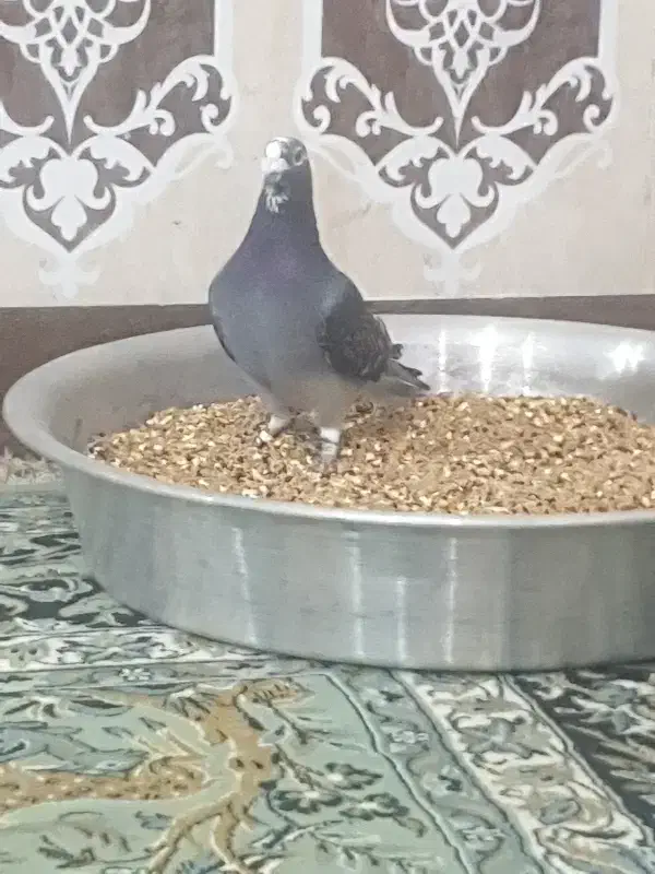 کبوتر|پرنده|خرمشهر, |دیوار