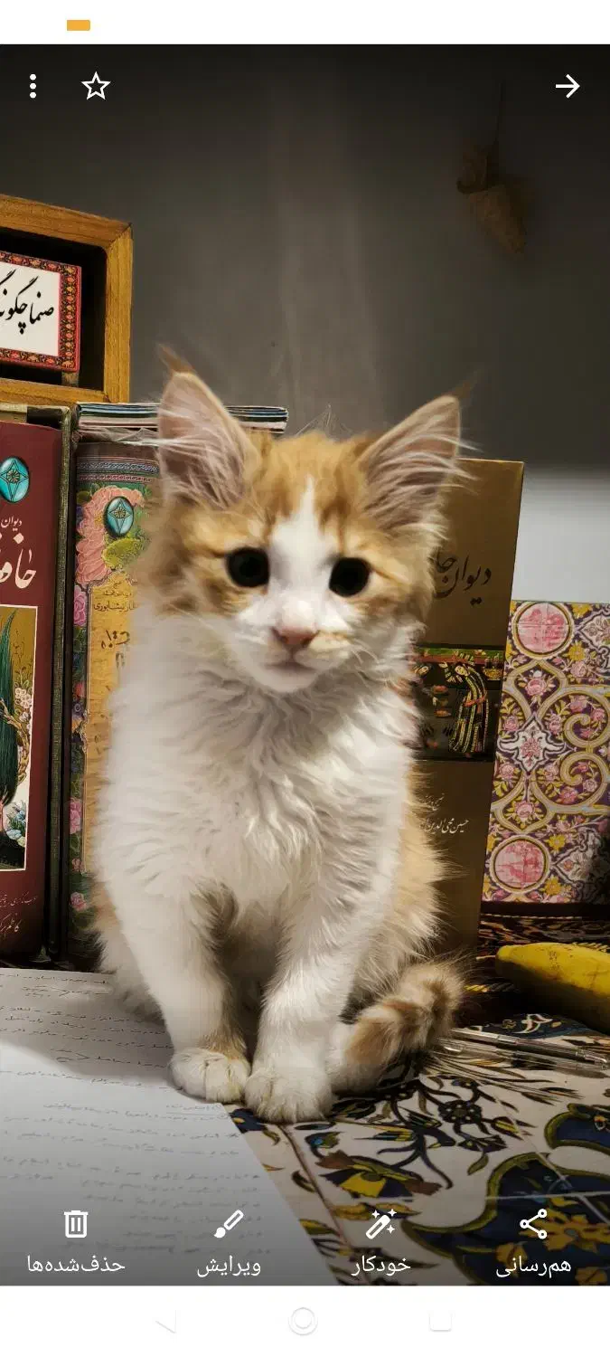 گم شده|حیوانات|تبریز, |دیوار