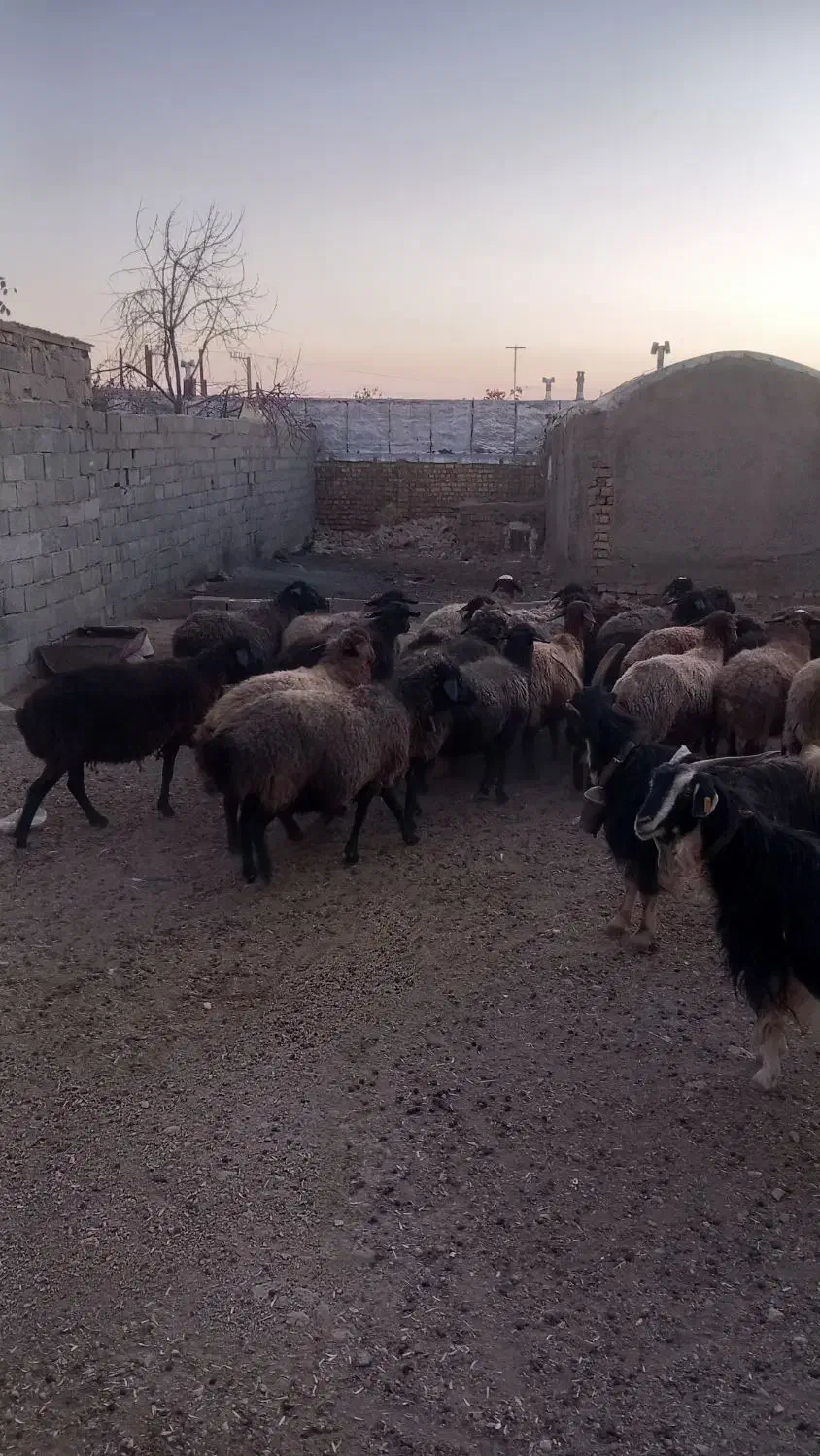 گوسفند برای خانه دار نگه داشتن۲۵ راس|حیوانات مزرعه|شاهنجرین, |دیوار