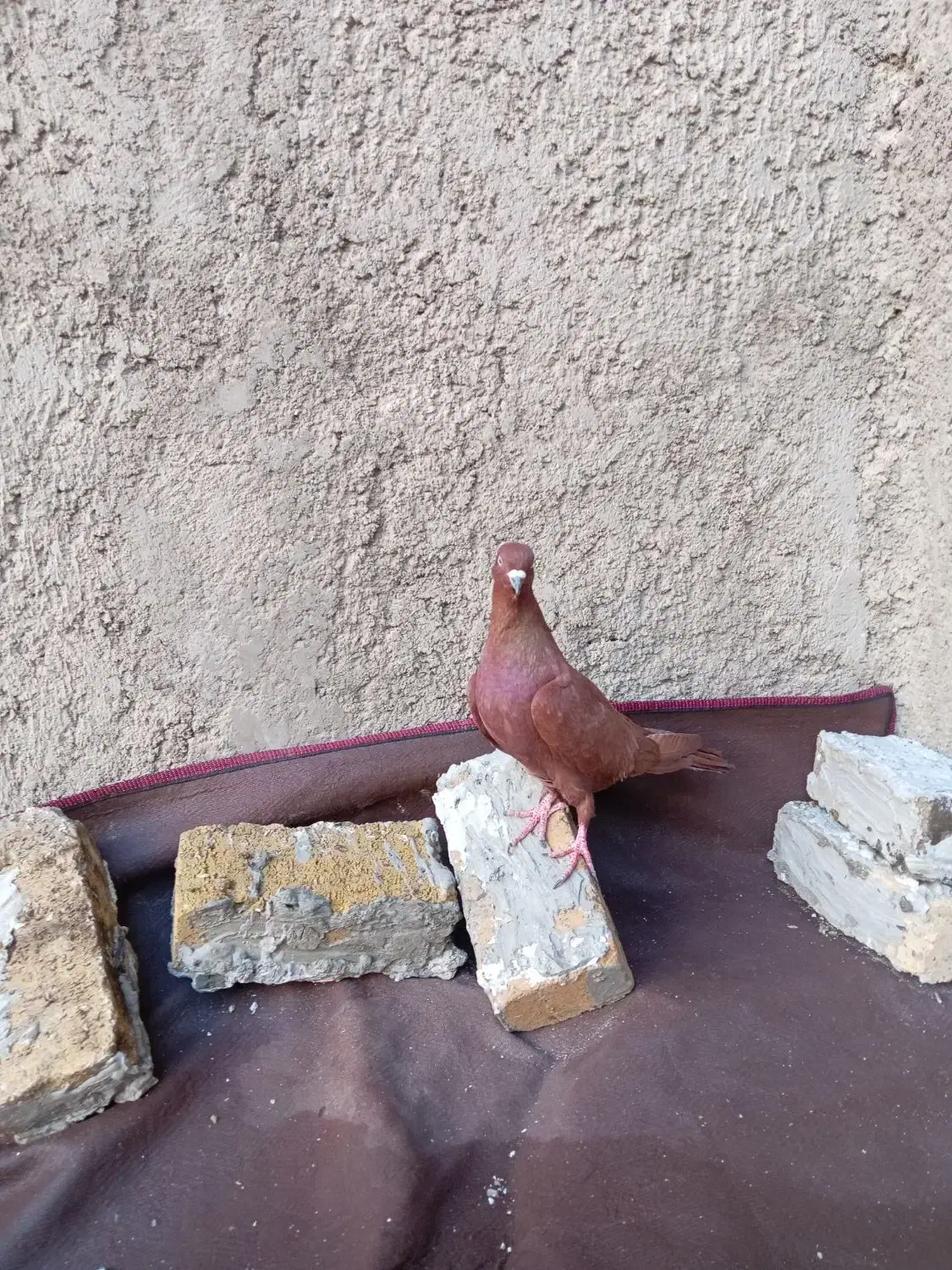 نر سرخ بیکاکل|پرنده|بروجرد, |دیوار