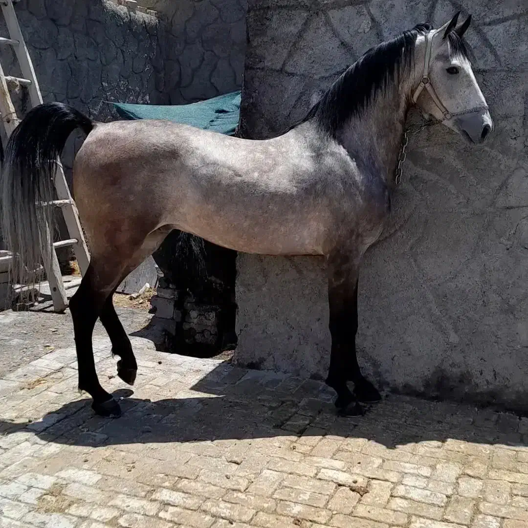 خریدار اسب مادیان پالونی|اسب و تجهیزات اسب‌سواری|برخوار, |دیوار