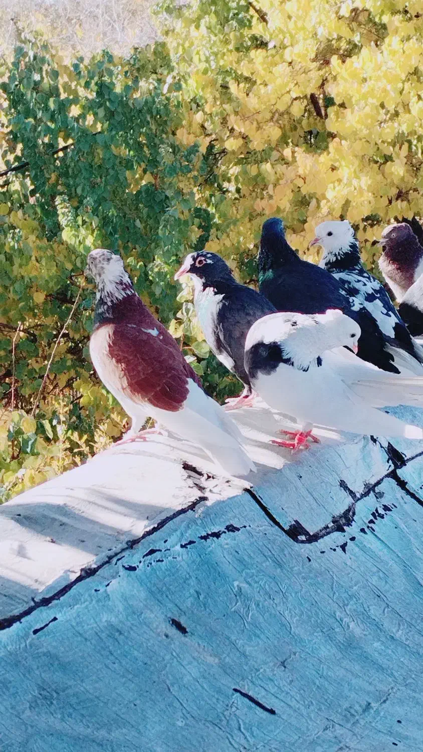 کبوتر پرشی|پرنده|بافت, |دیوار