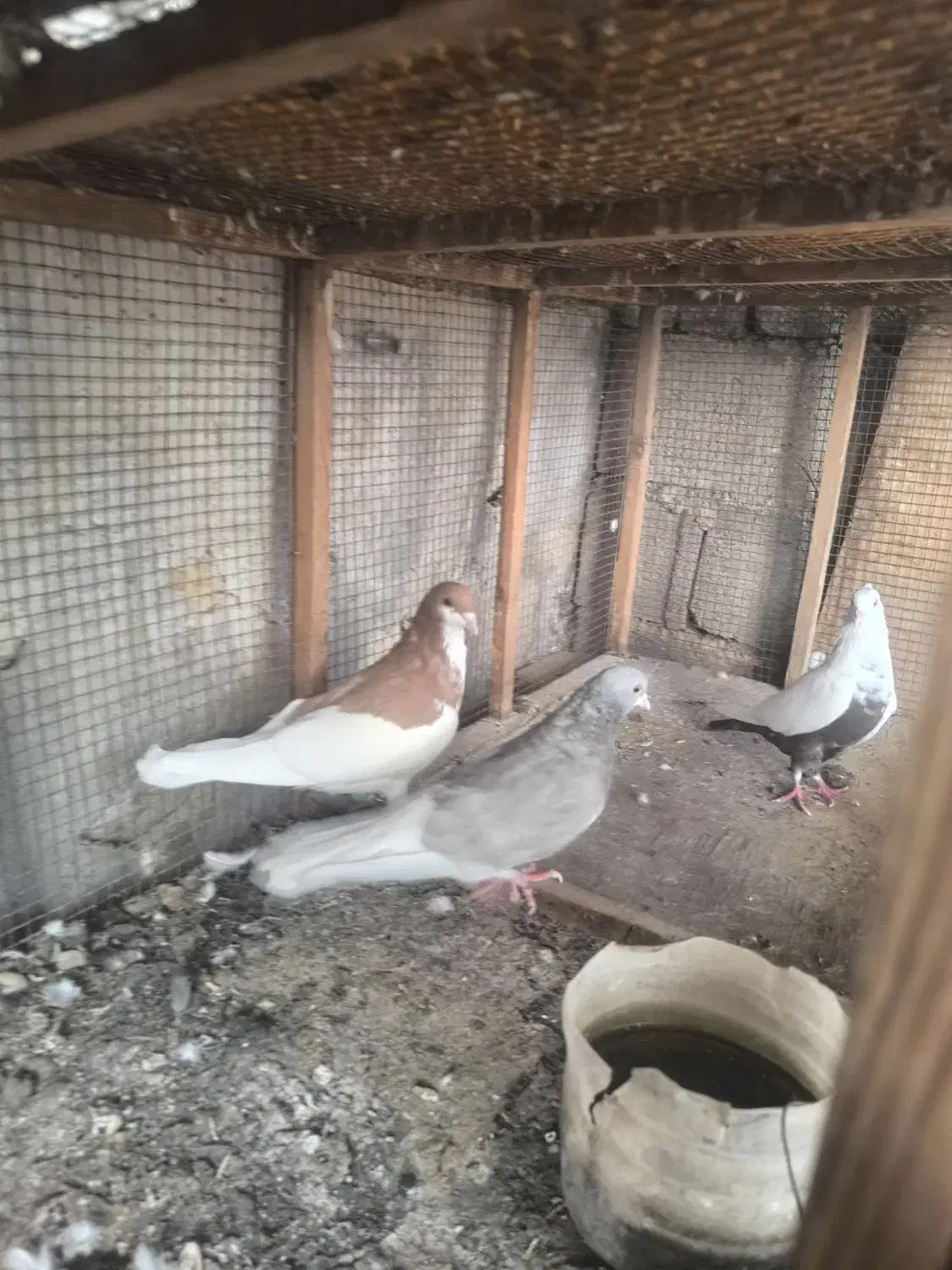 کبوتر رنگی|پرنده|آبپخش, |دیوار