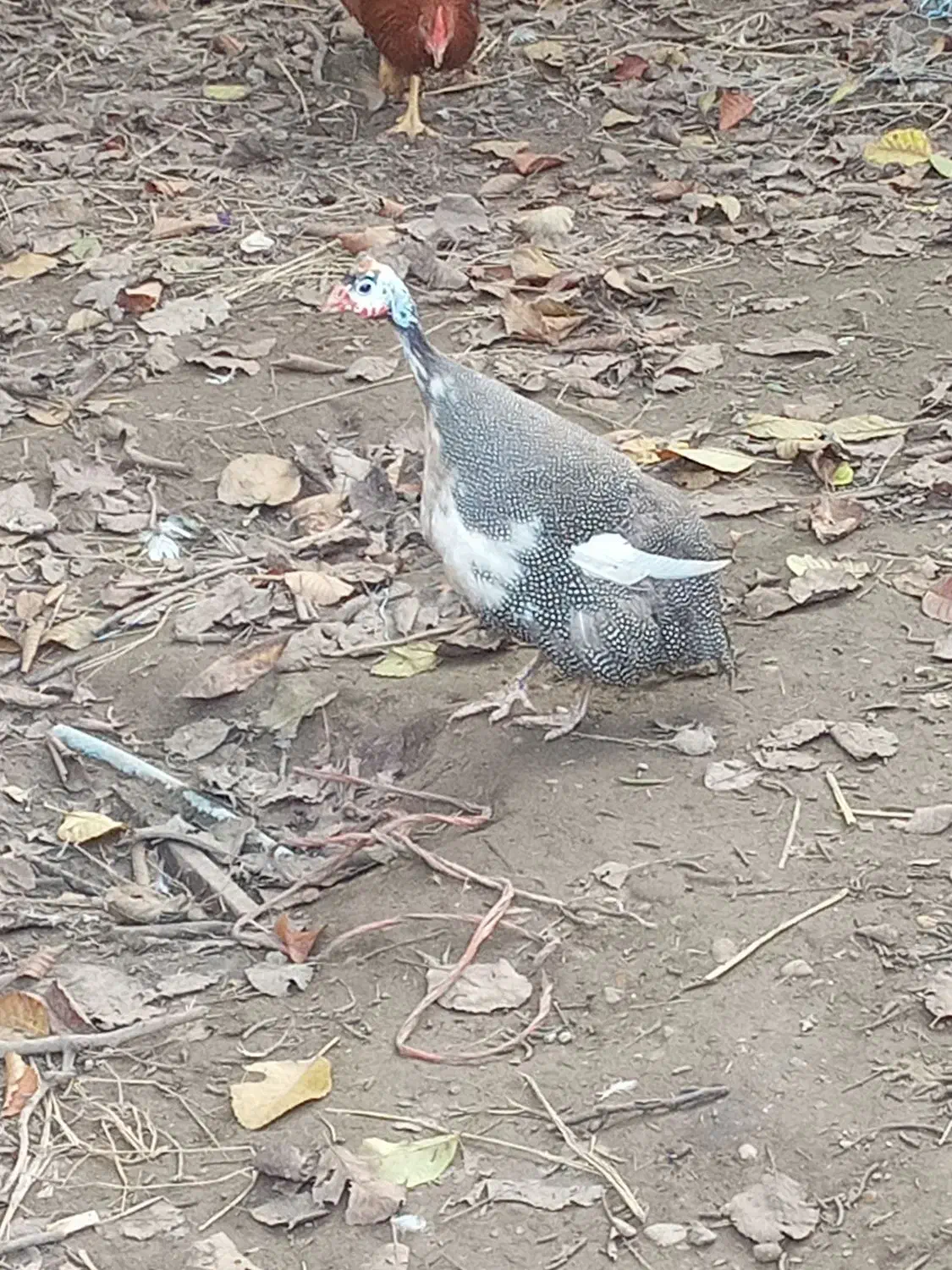 مرغ شاخدار تخمگذار|حیوانات مزرعه|رشت, حومه رشت|دیوار