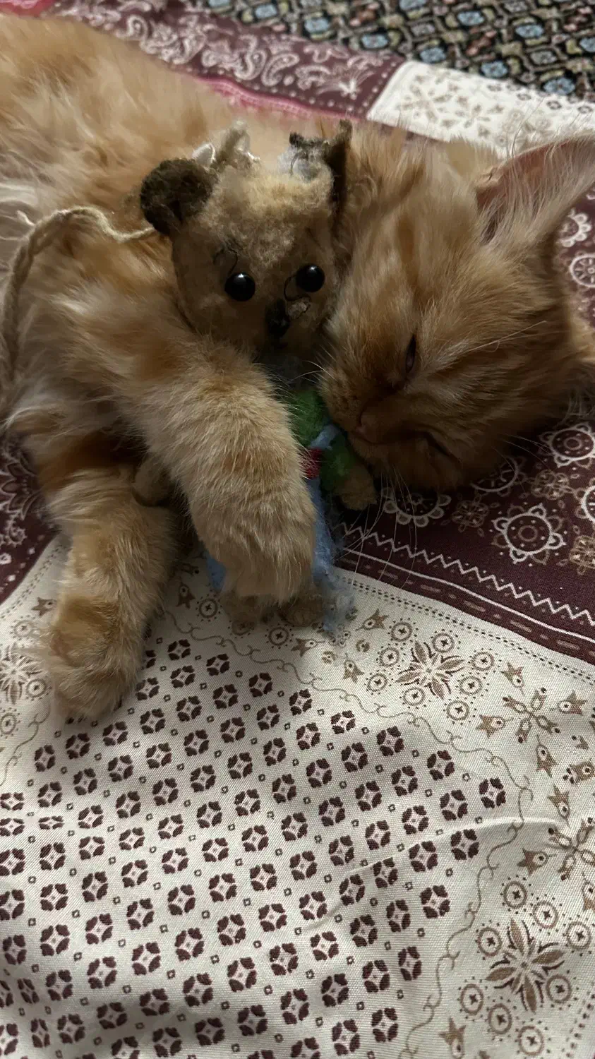 گربه پرشین ۵ ماهه|گربه|اردبیل, |دیوار