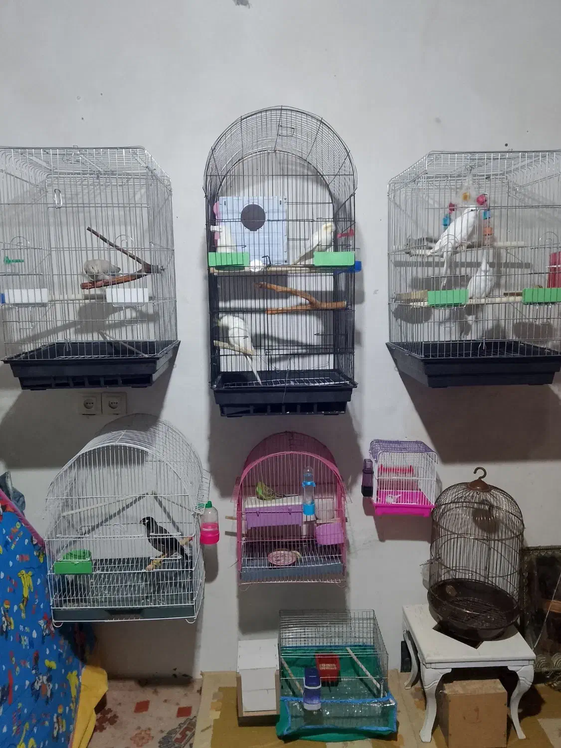 پرنده|پرنده|نرماشیر, |دیوار