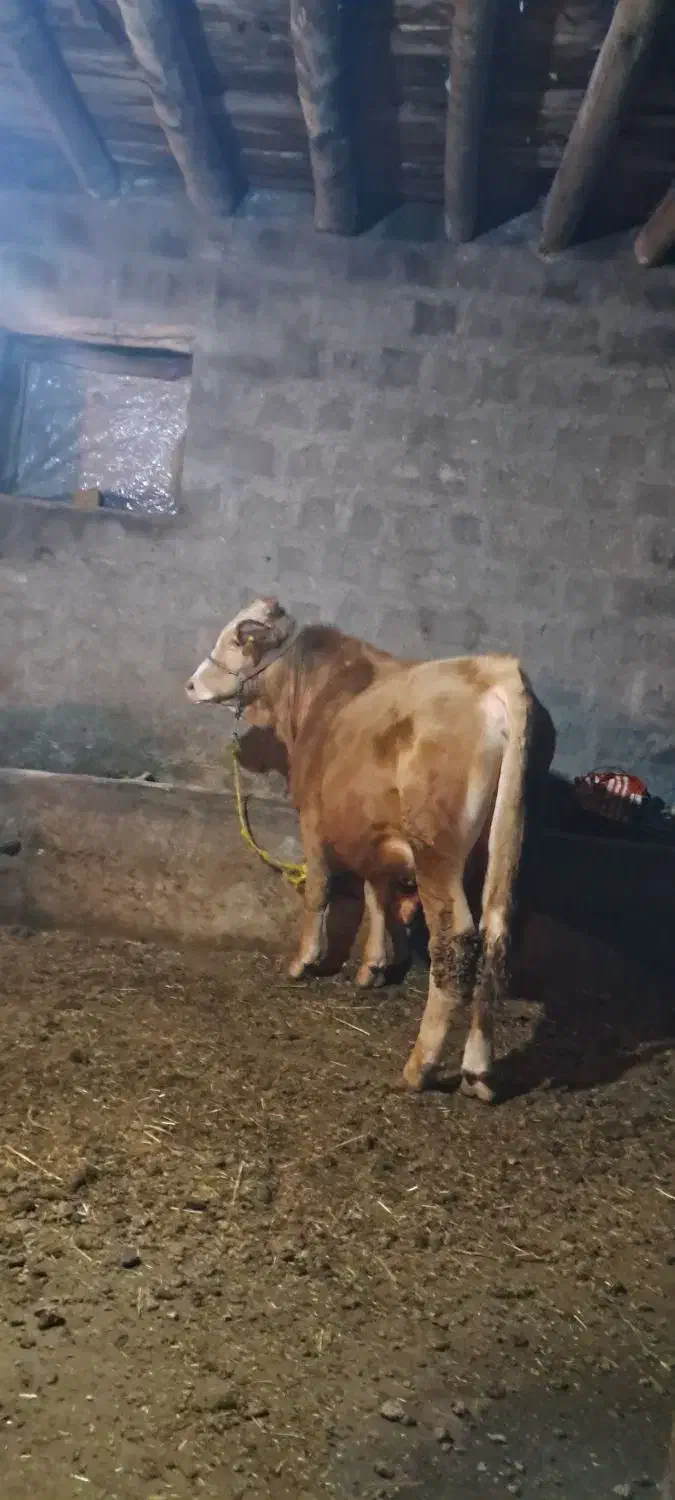 گوساله نر|حیوانات مزرعه|سیلوانه, |دیوار