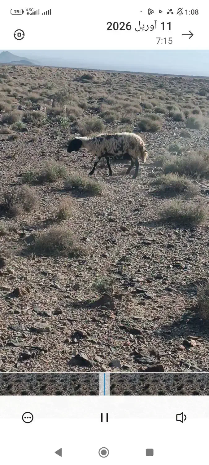 میش|حیوانات مزرعه|زرند, |دیوار