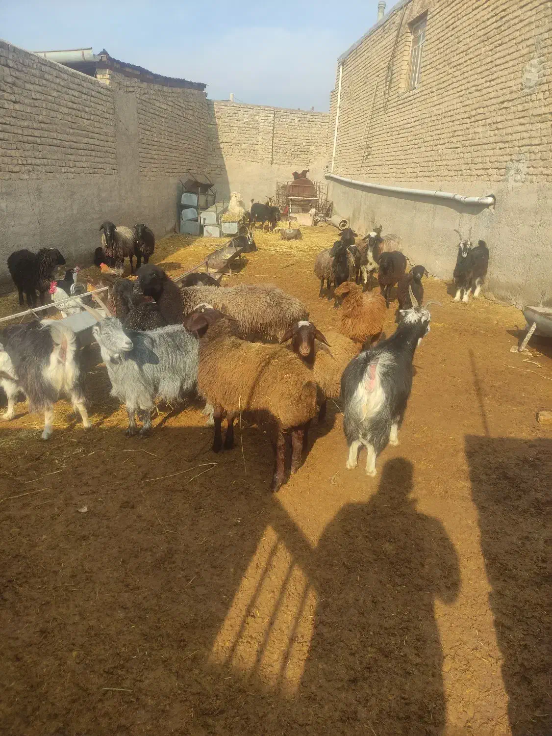 بز بره میش یکجا|حیوانات مزرعه|پاکدشت, پاکدشت (مامازند)|دیوار