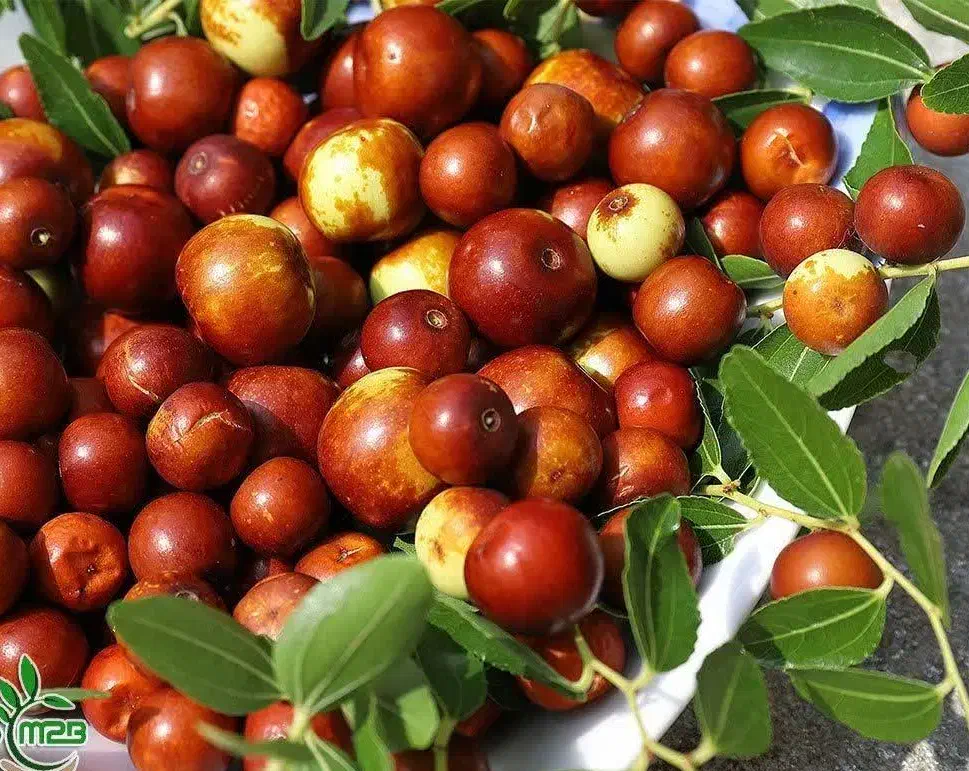 پیش فروش نهال عناب ژاپنی شناسه دار|خدمات باغبانی و درختکاری|بلبان آباد, |دیوار