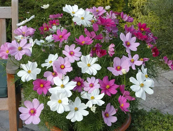 باغبون نظافت نقاش ساختمان|خدمات باغبانی و درختکاری|سراب, |دیوار