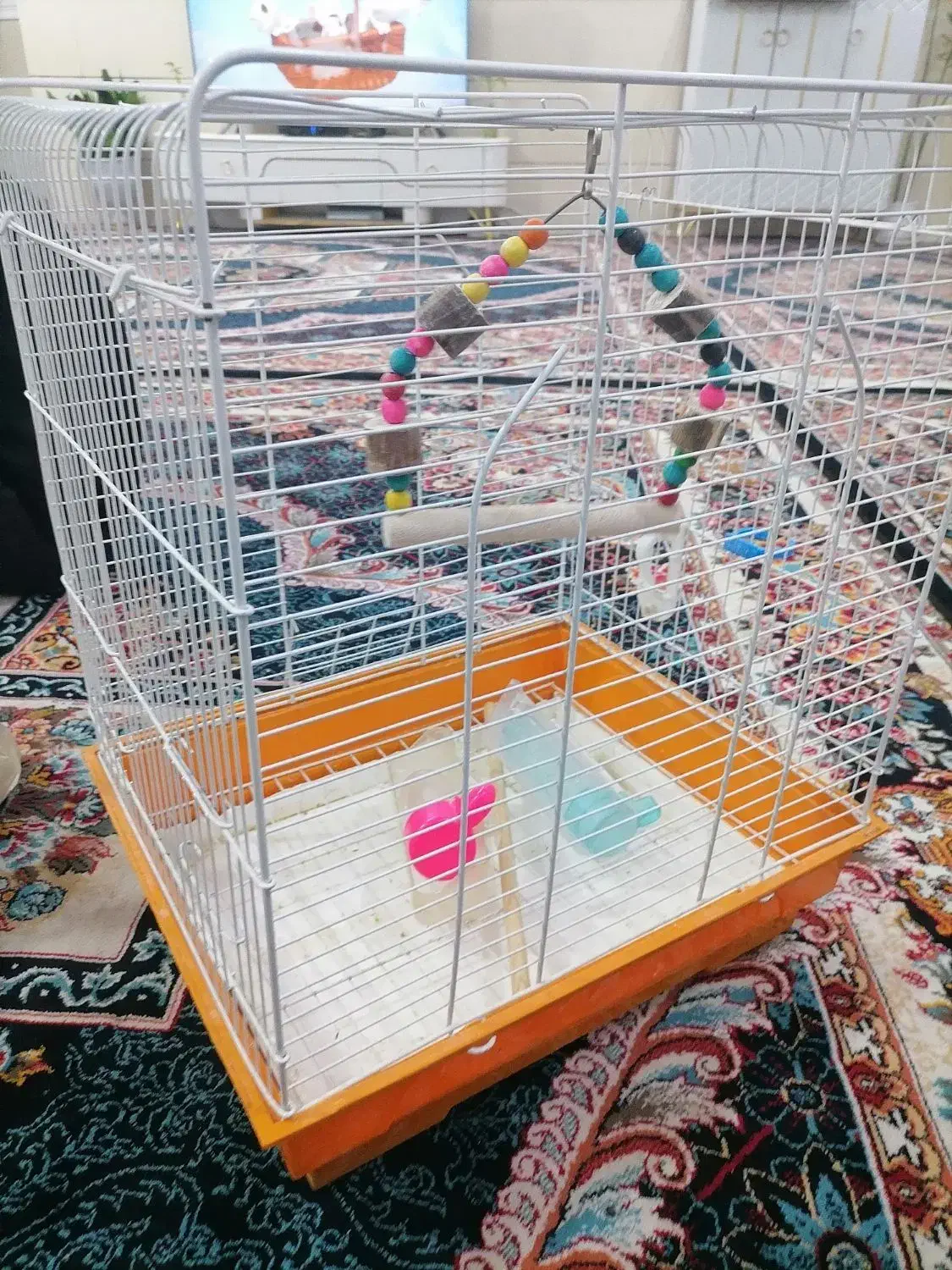 قفس طوطی یا قناری|لوازم جانبی حیوانات|برازجان, |دیوار