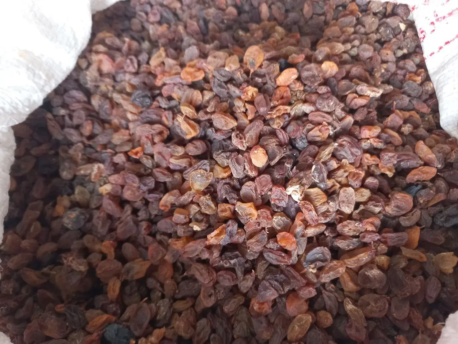 کشمش و مویز آفتابی درجه ۱|عمده‌فروشی|شیراز, گویم|دیوار