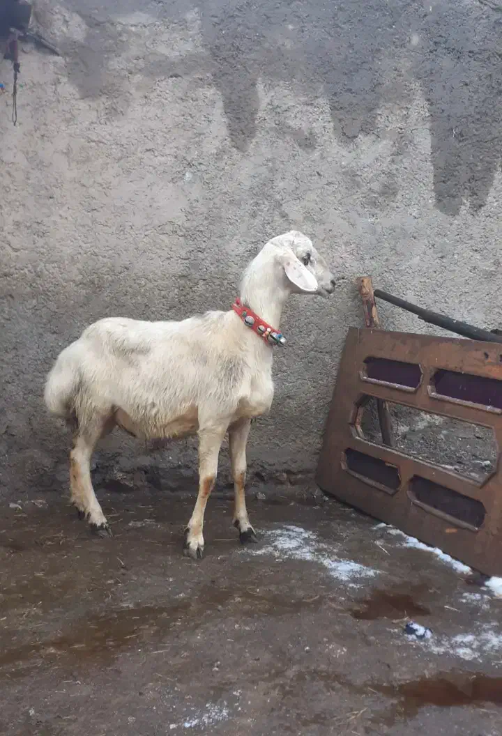 بره قوچ میش|حیوانات مزرعه|بروجرد, |دیوار