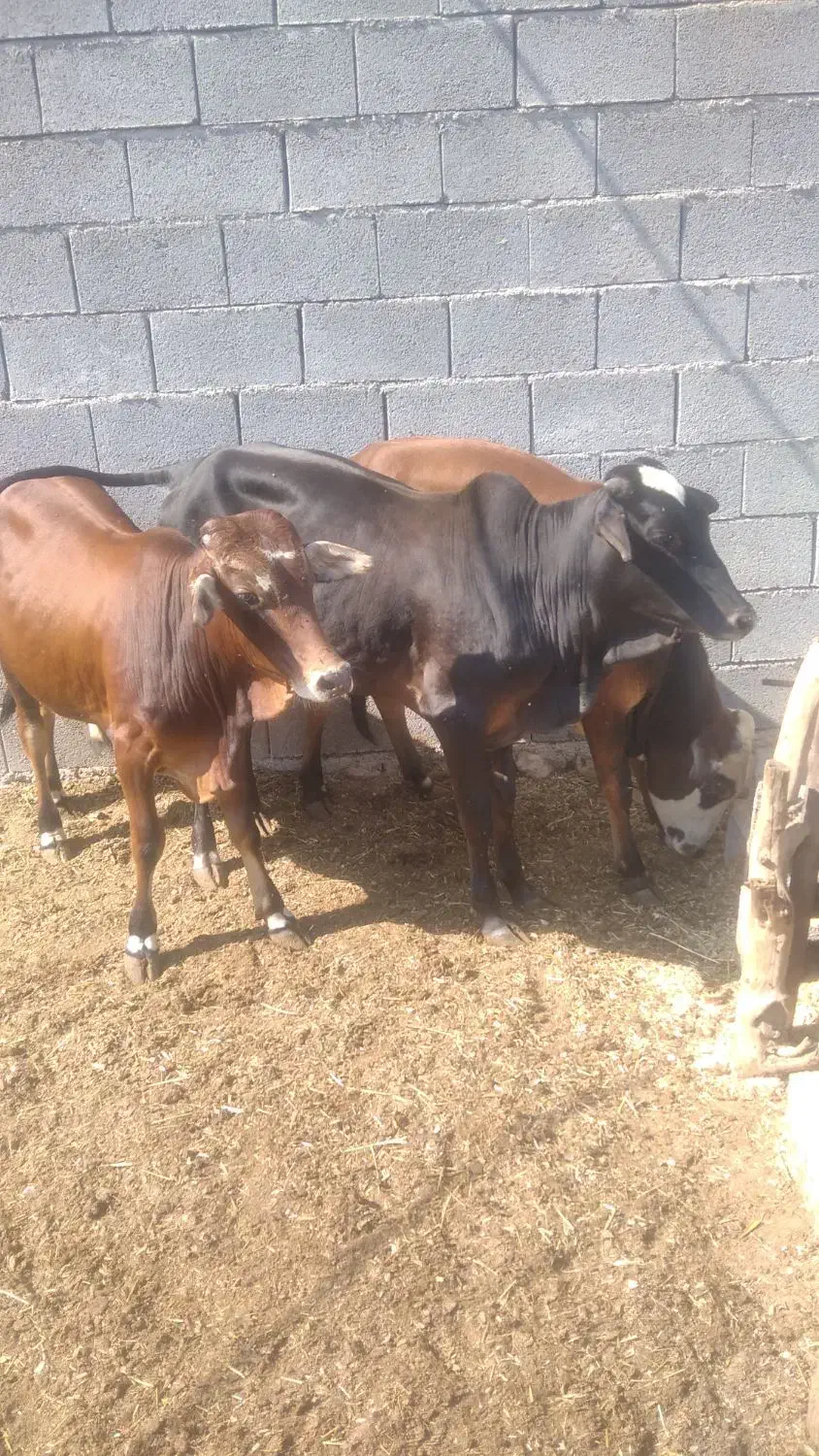 گاو نر|حیوانات مزرعه|بندرعباس, |دیوار