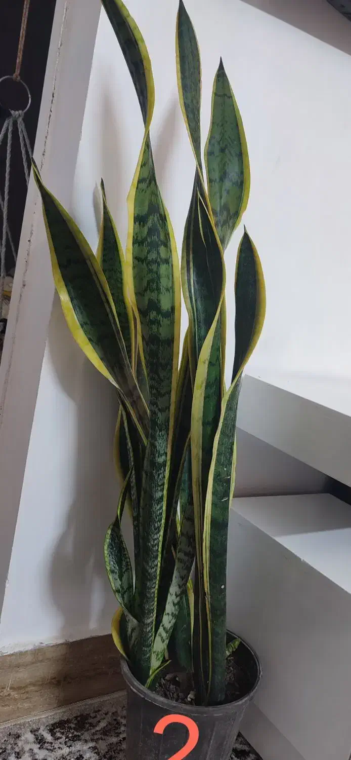 فروش چند گلدان شیک و بزرگ مناسب خانه و محل کار|گل و گیاه طبیعی|خواف, |دیوار