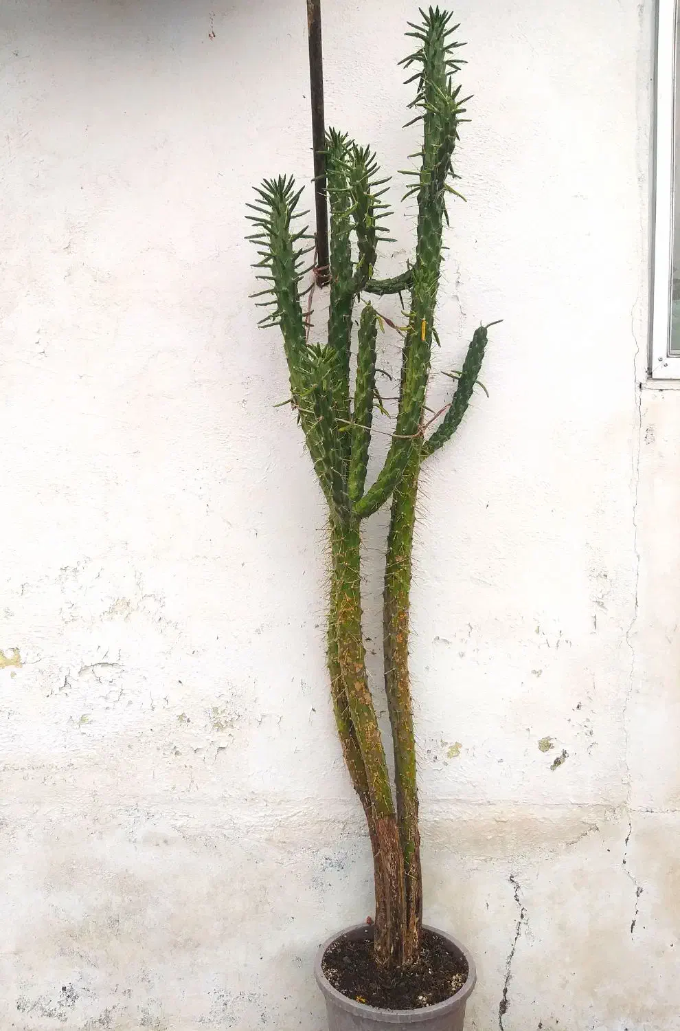 کاکتوس های فوق العاده|گل و گیاه طبیعی|رضوانشهر, |دیوار