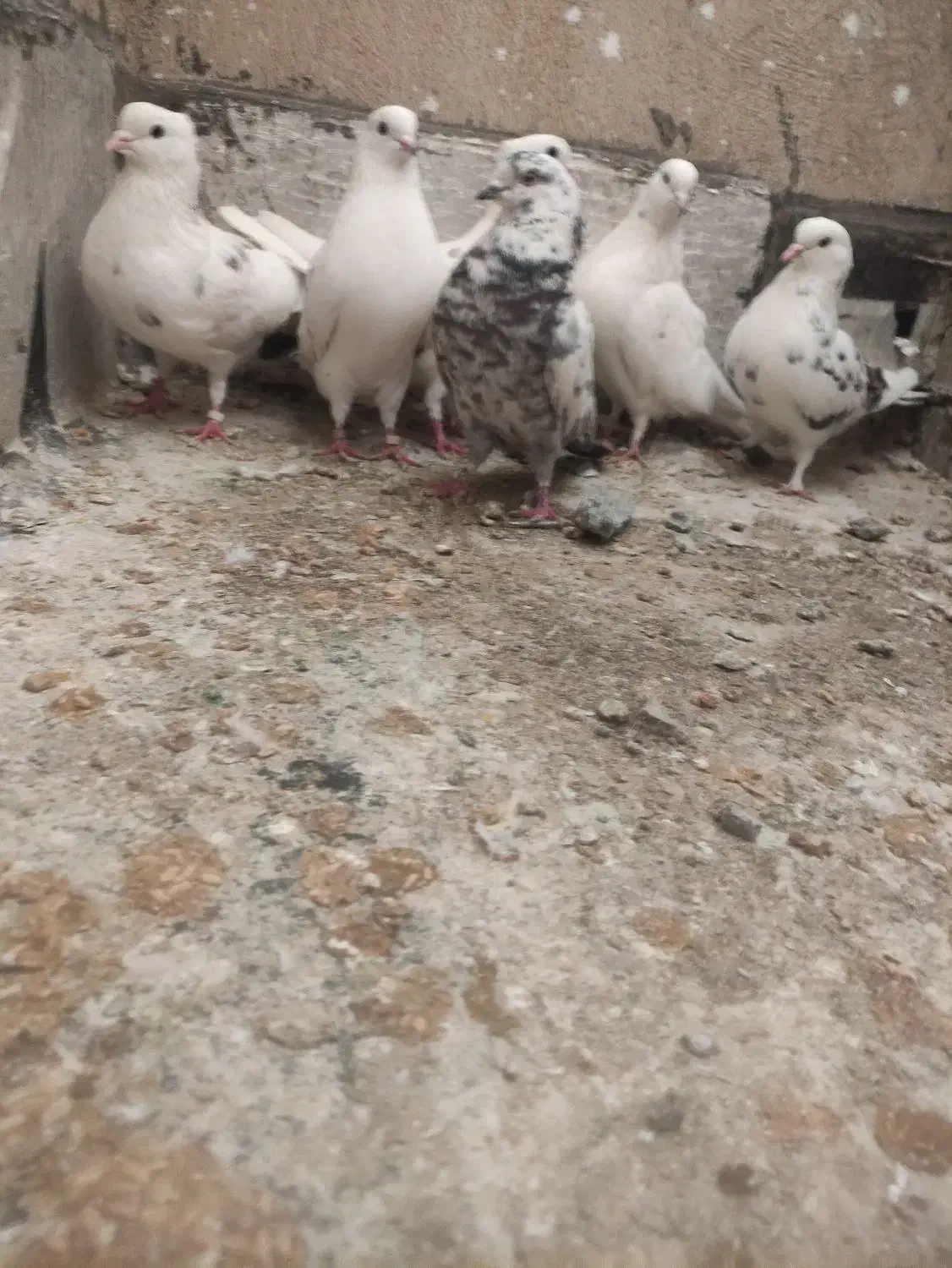 کفتر پرشی|پرنده|تهران, مجیدآباد|دیوار