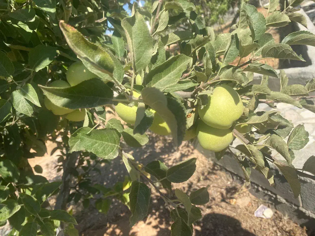 فروش زمین ۱۰۰۰ متر با آب،دیوار، نگهبانی، کودیان|فروش زمین و ملک کلنگی|شیراز, کودیان|دیوار