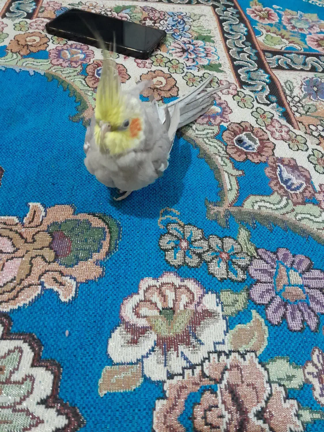 عروس هلندی نر|پرنده|مشهد, انصار|دیوار