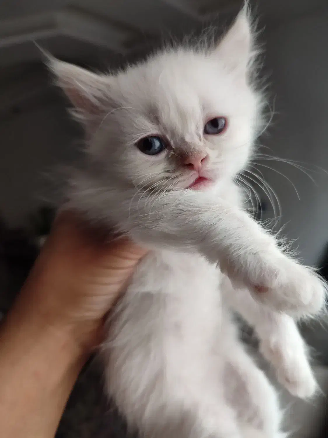 پرشین بریتیش|گربه|ساری, |دیوار