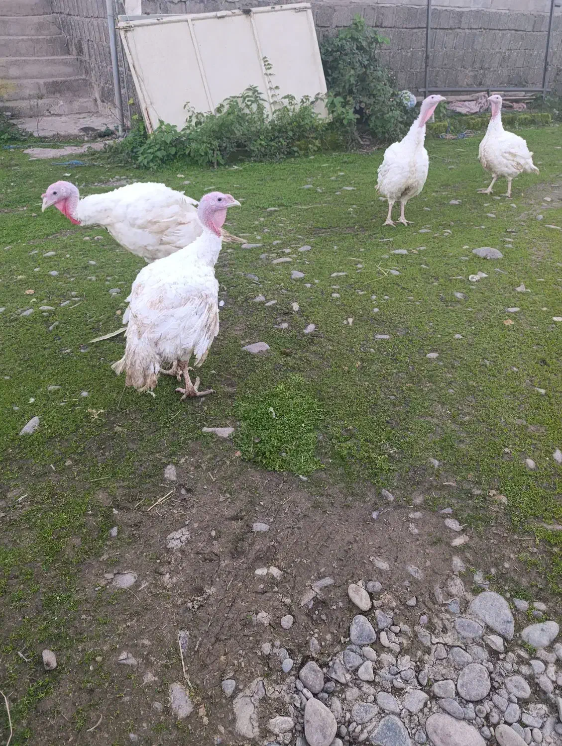 بوقلمون|حیوانات مزرعه|لاهیجان, لفمجان|دیوار