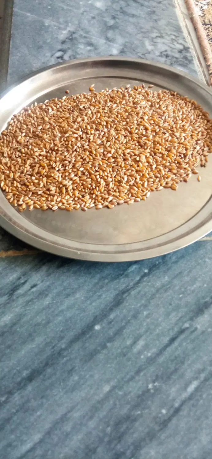 گندم|خوردنی و آشامیدنی|سوق, |دیوار