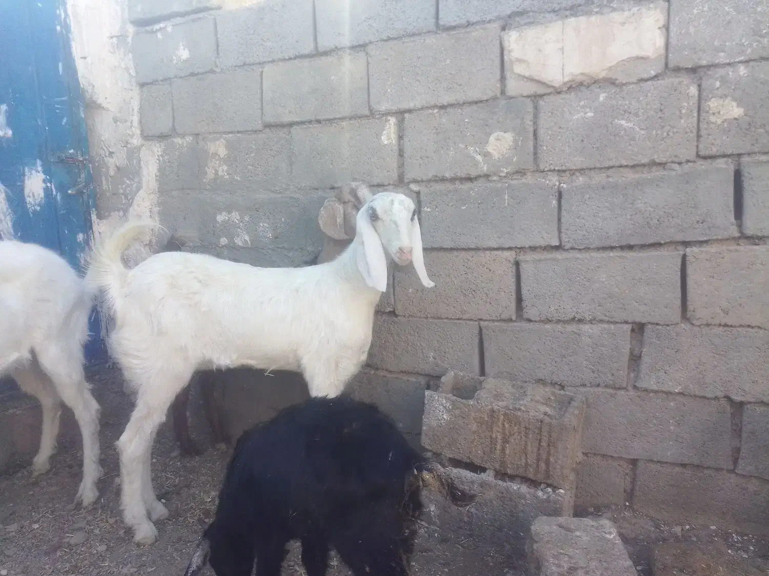 گوسفند|حیوانات مزرعه|خواف, |دیوار