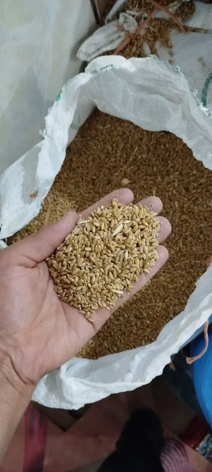 گندوم|خدمات باغبانی و درختکاری|باوی, |دیوار