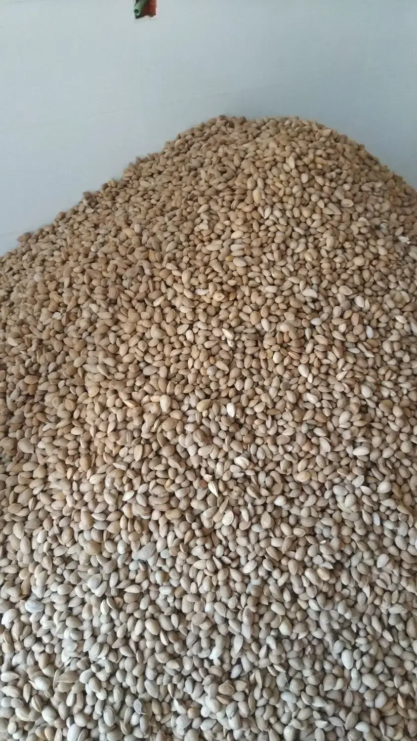 بادام شیرین|عمده‌فروشی|پیرانشهر, |دیوار