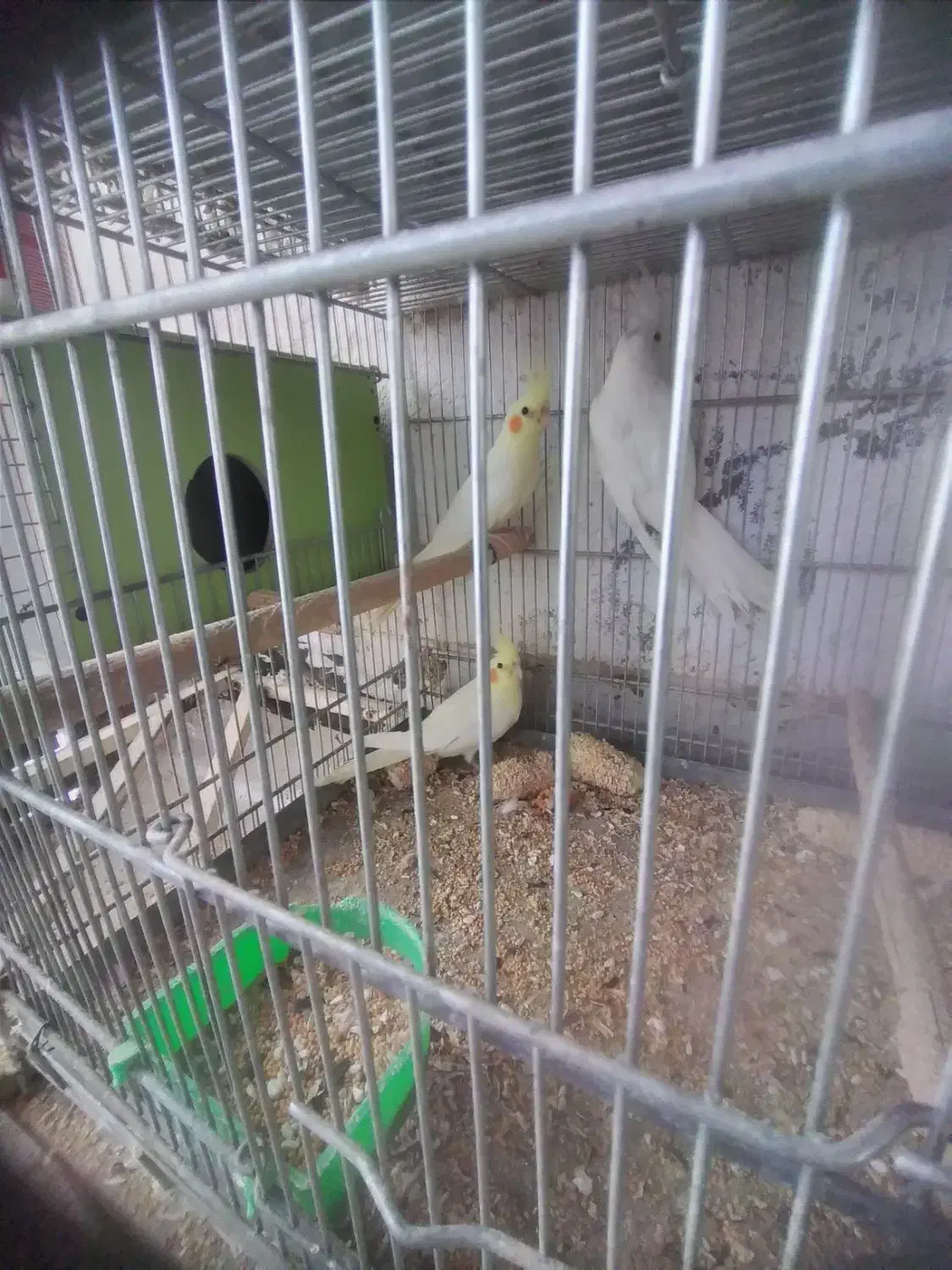 عروس هلندی البینو ولوتینو|پرنده|ابهر, |دیوار