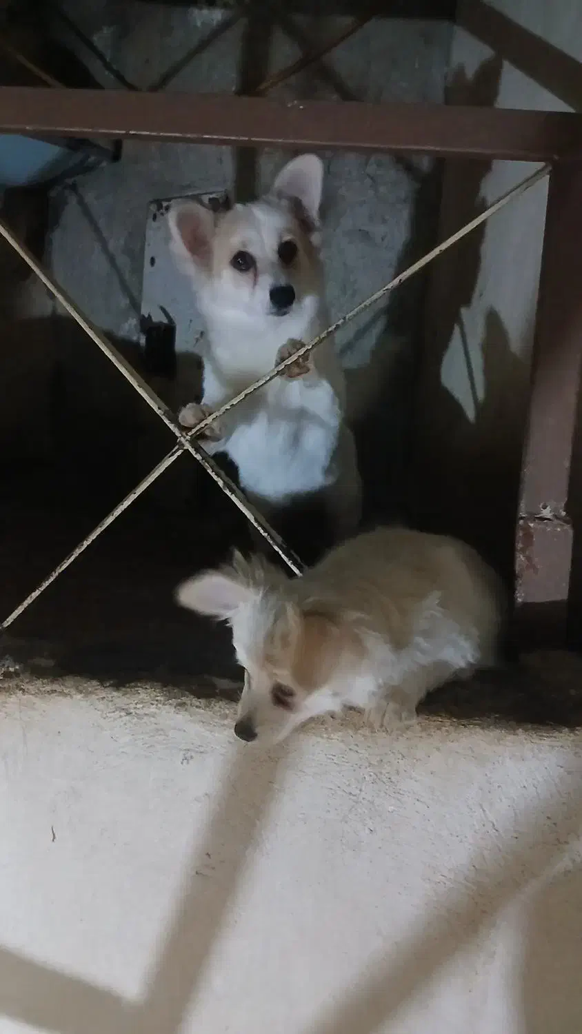 سگ پامراشپیتز|سگ|خرم‌آباد, |دیوار