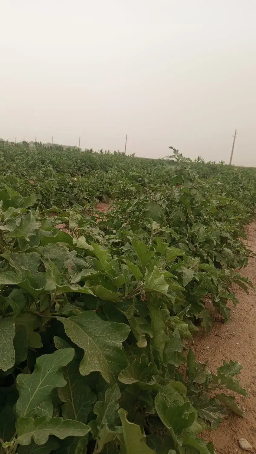 فروشی|خوردنی و آشامیدنی|آبدان, |دیوار