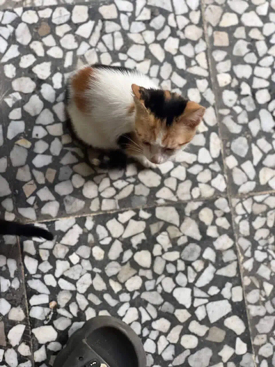 واگذاری|گربه|بندر انزلی, متروپل|دیوار