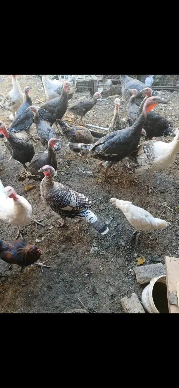 بوقلمون|حیوانات مزرعه|فریمان, |دیوار