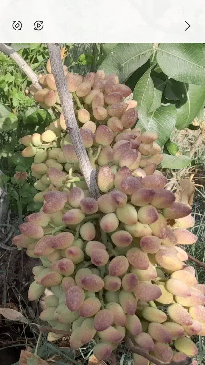 فروش ویژه نهال پسته|خدمات باغبانی و درختکاری|شاهین‌شهر, بنیاد ازدواج|دیوار