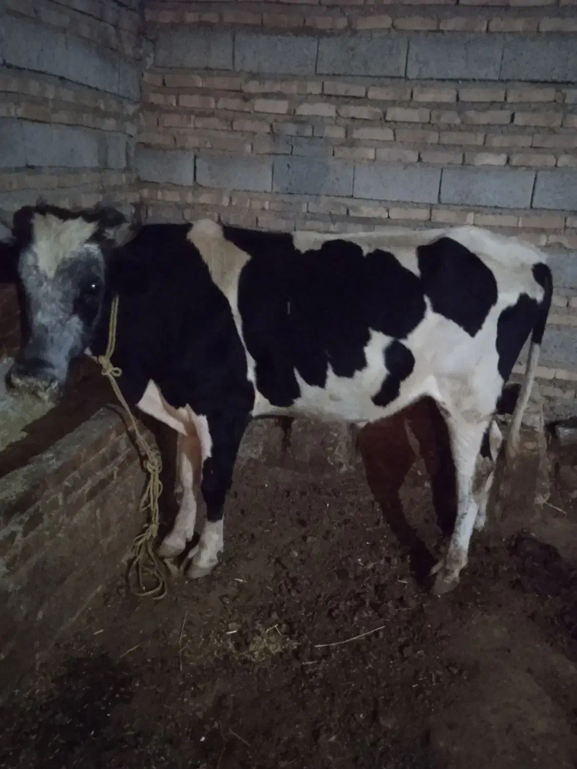 گاو نر سیمتال|حیوانات مزرعه|اهر, |دیوار