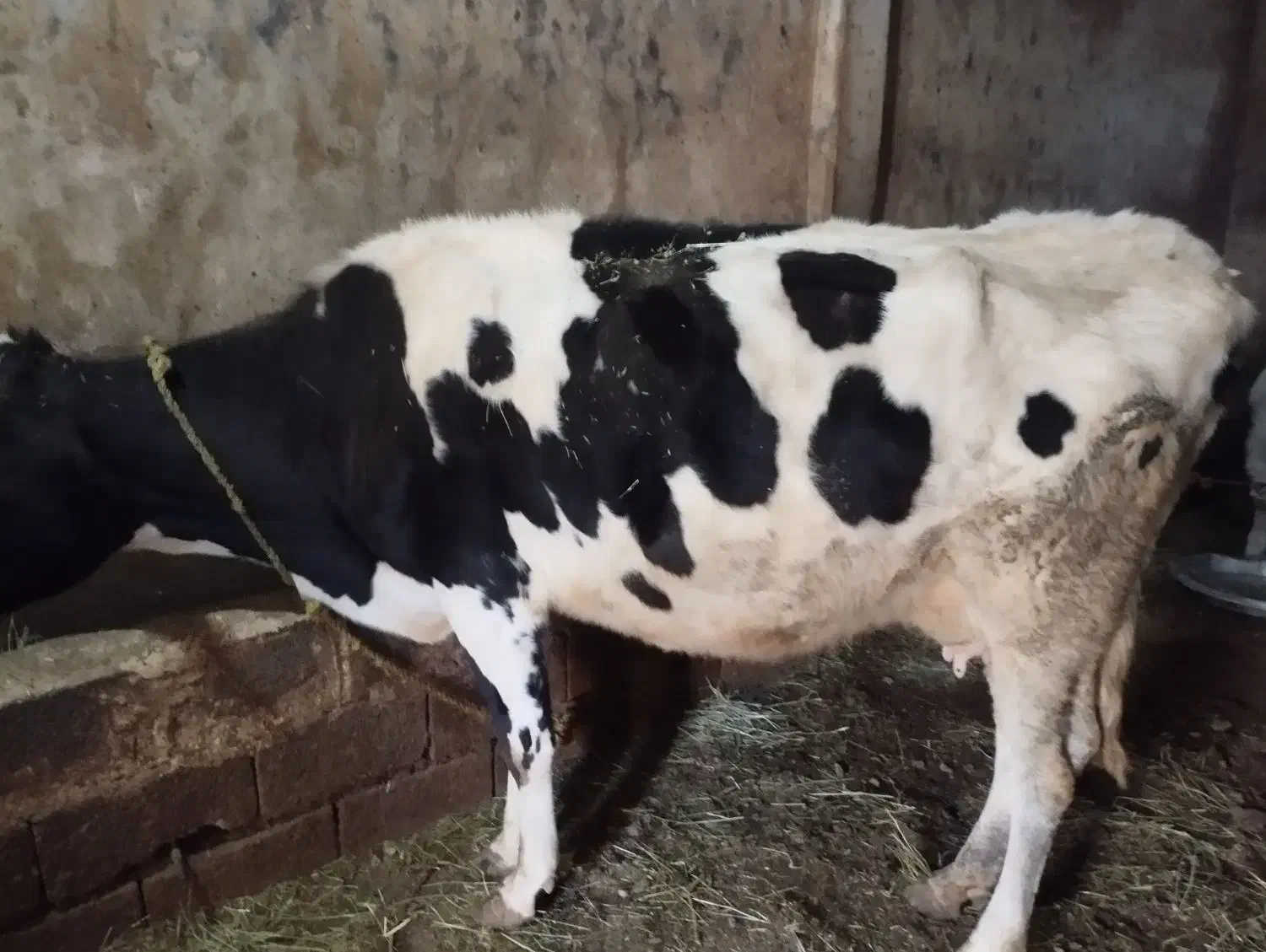 گاو|حیوانات مزرعه|ورزقان, |دیوار