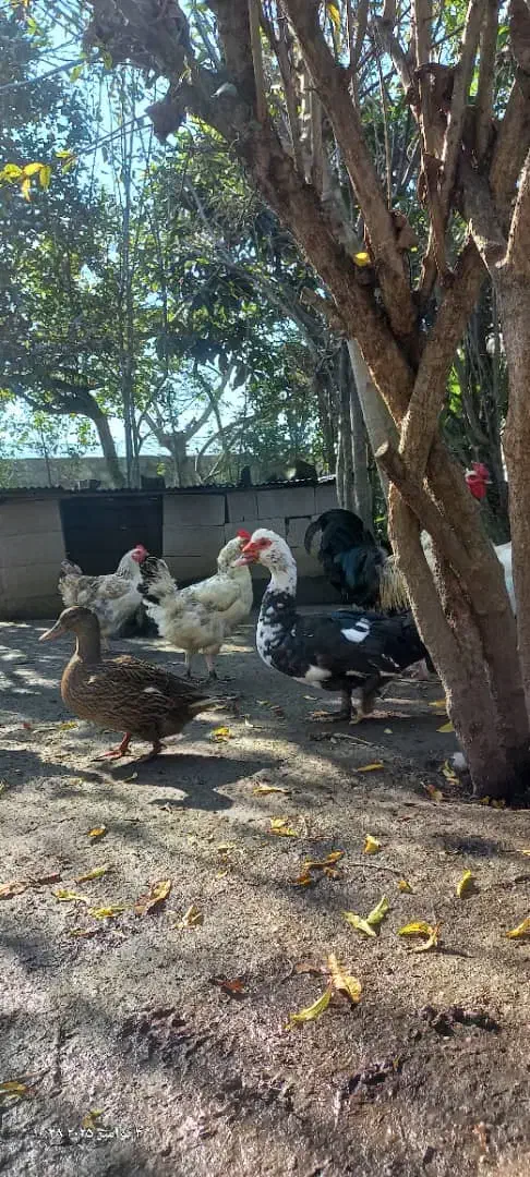 مرع وخروس بالغ ونیمچه|حیوانات مزرعه|رودسر, |دیوار