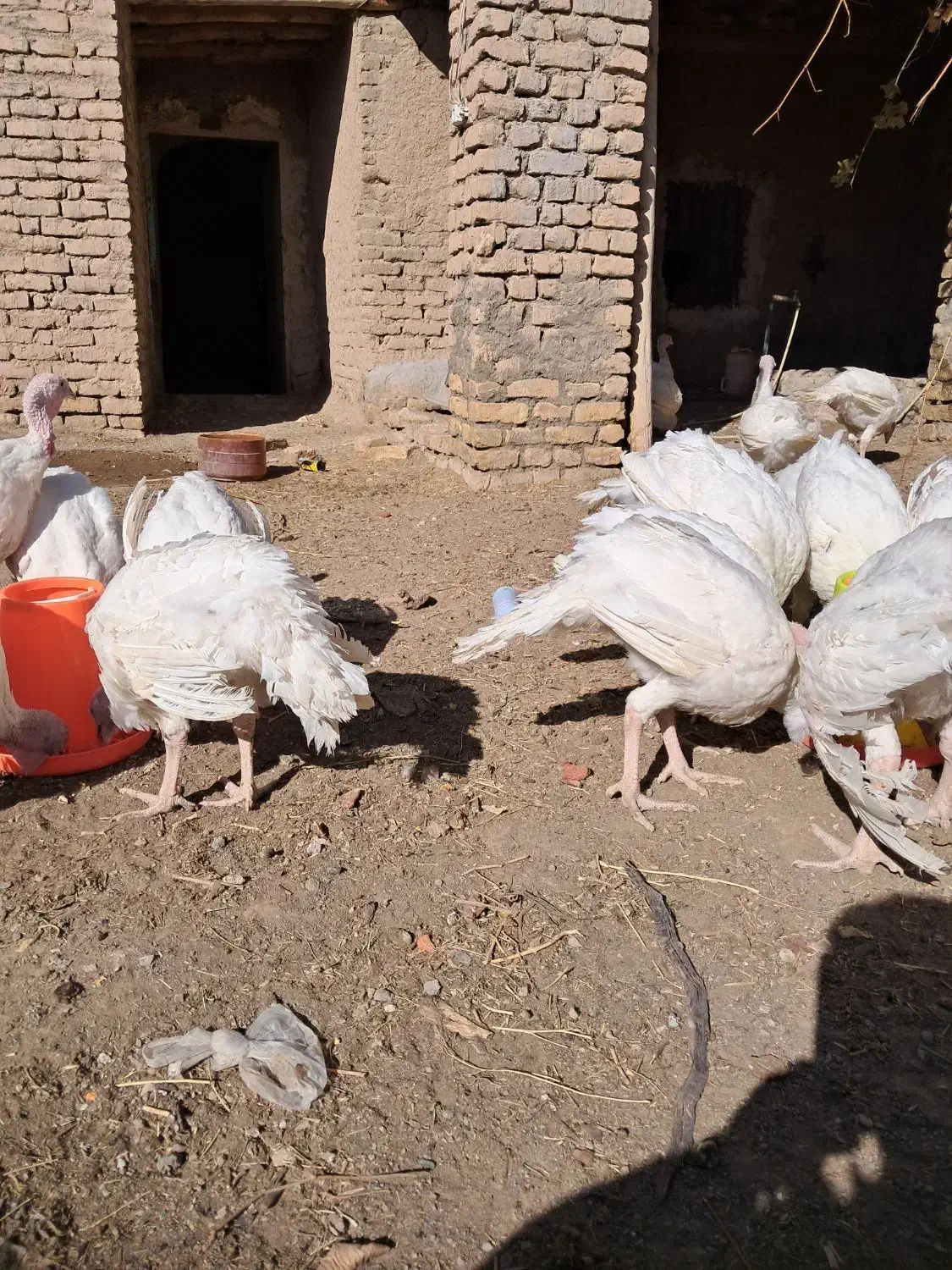 بوقلمون گوشتی|حیوانات مزرعه|ملک‌آباد, |دیوار