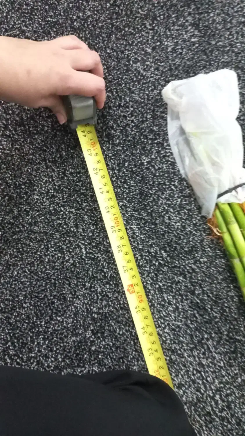 انواع بامبو پاچیرا گیاه پول و بنسای جنسینگ|گل و گیاه طبیعی|آبادان, |دیوار