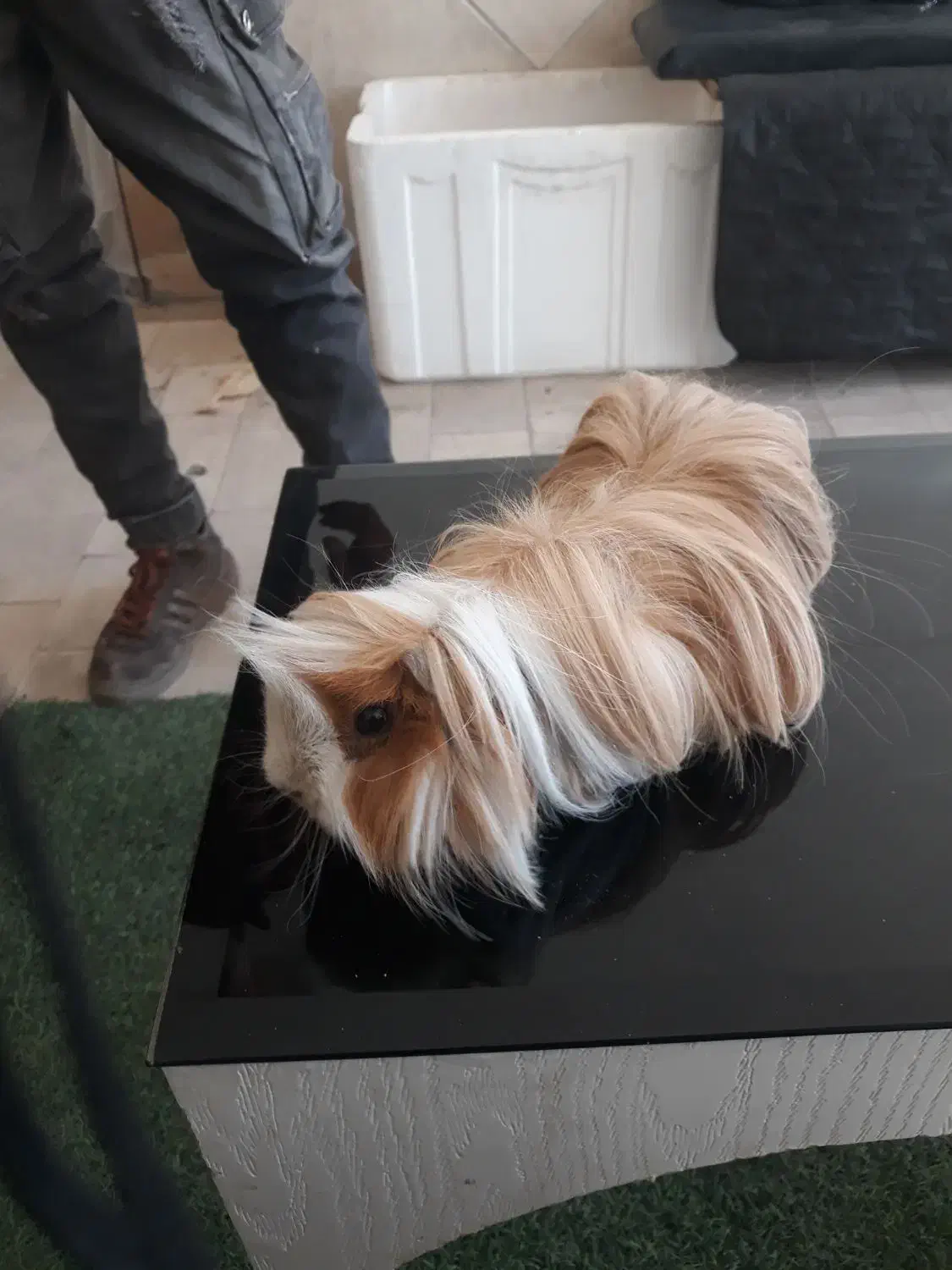 خوکجه هندی|موش و خرگوش|سبزوار, قاضی زاد|دیوار