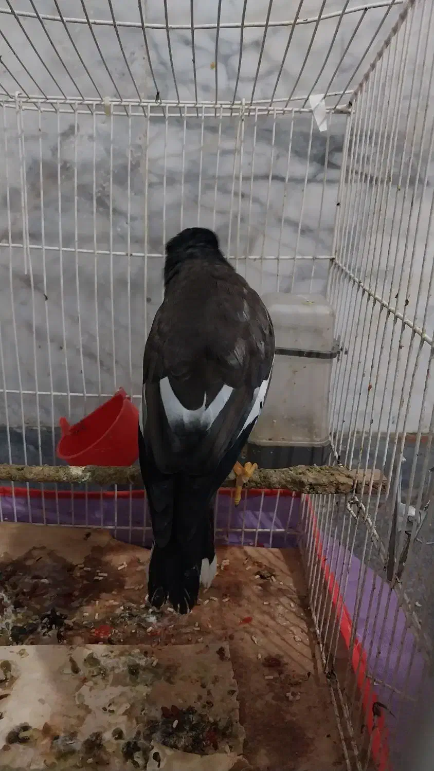 مرغ مینا|پرنده|سبزوار, شرق کال شمالی|دیوار