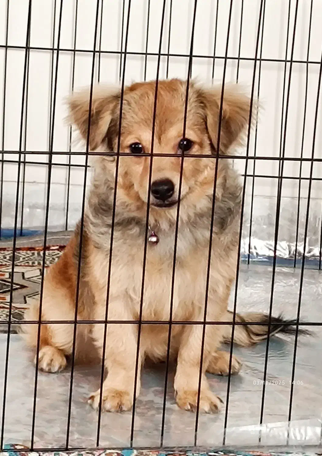 واگذاری سگ|سگ|اصفهان, گلزار|دیوار