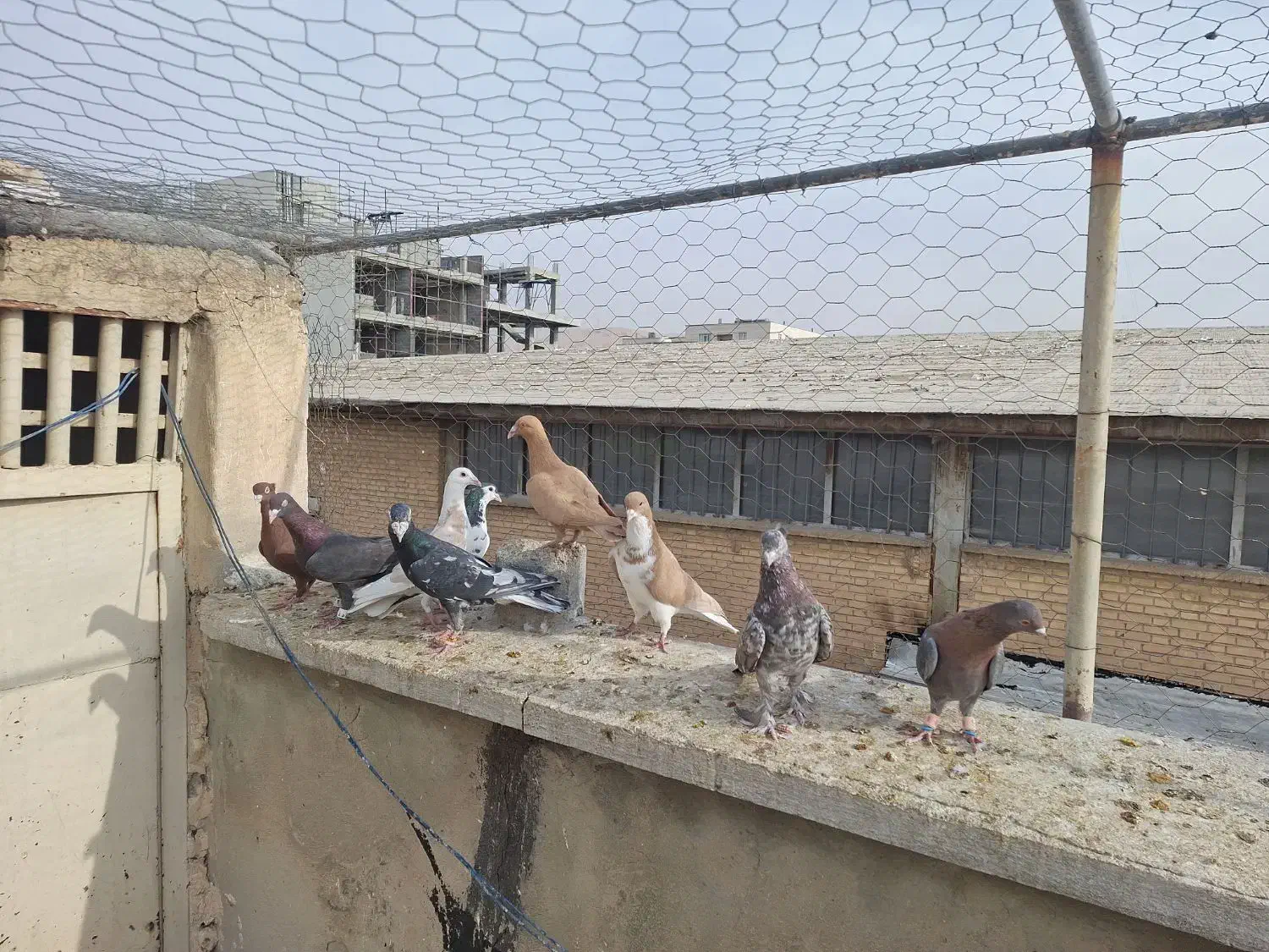 ۱۱ تا کفتر رنگی|پرنده|شیراز, پودنک|دیوار