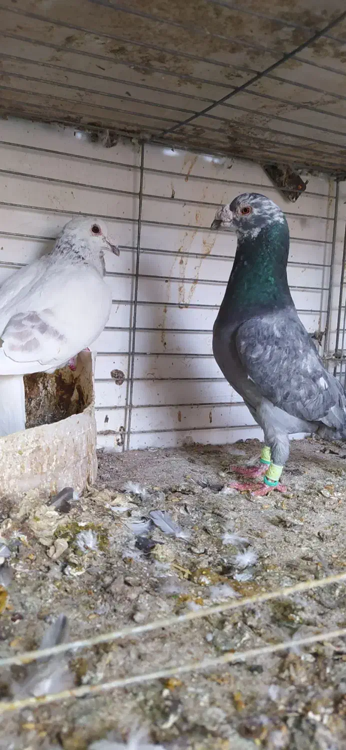 کبوتر|پرنده|یزد, |دیوار