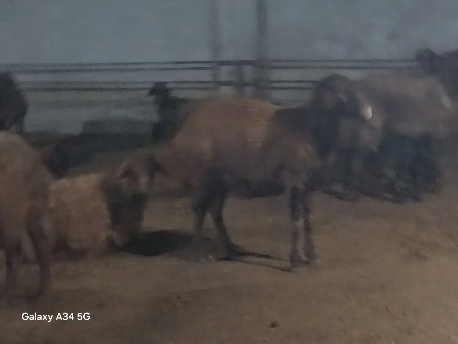 فروش بره پرواری وگوشتی|حیوانات مزرعه|طبقده, |دیوار