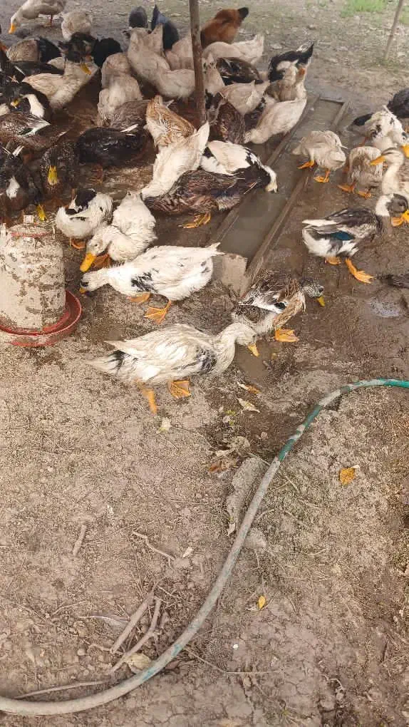 اردک محلی به تعداد زیاد|حیوانات مزرعه|ماسال, |دیوار